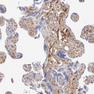 NBP1-82847 - Cytosol aminopeptidase