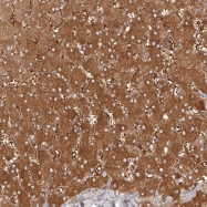 NBP1-82848 - Cytosol aminopeptidase