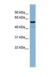 NBP1-53152 - Cytosol aminopeptidase