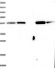 NBP1-82847 - Cytosol aminopeptidase