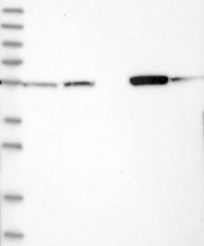 NBP1-82848 - Cytosol aminopeptidase