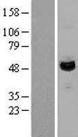 NBL1-12435 - LAP3 Lysate