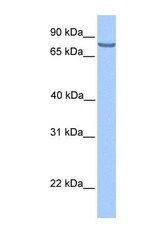 NBP1-55416 - Lebercilin