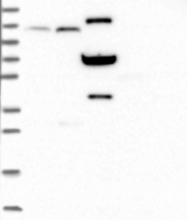 NBP1-82997 - LCMT2