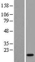NBL1-12464 - LCN6 Lysate