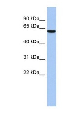 NBP1-70599 - LEMD2