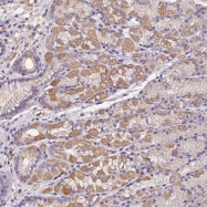 NBP1-81357 - LENG8