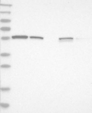 NBP1-83563 - LETM2