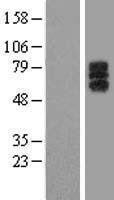 NBL1-12523 - LILRA1 Lysate