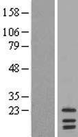 NBL1-12532 - LIM2 Lysate