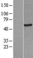 NBL1-12547 - LIPC Lysate