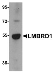 NBP1-76494 - LMBRD1