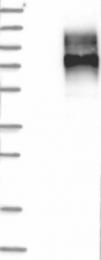 NBP1-88729 - LMBRD1