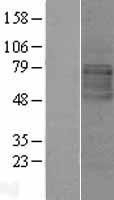 NBL1-12560 - LMBRD1 Lysate