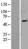 NBL1-12562 - LMF1 Lysate