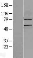 NBL1-12563 - LMF2 Lysate