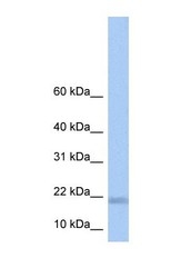 NBP1-70605 - LOC284009