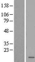 NBL1-12594 - LOC285033 Lysate