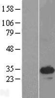 NBL1-17042 - LR8 Lysate