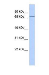 NBP1-69266 - LRCH4