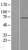 NBL1-12661 - LRCH4 Lysate