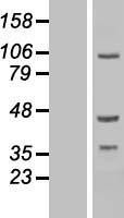 NBL1-12662 - LRDD Lysate