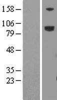 NBL1-12664 - LRFN5 Lysate