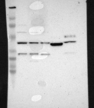 NBP1-82822 - LRG1