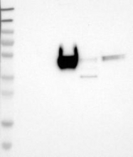 NBP1-82823 - LRG1