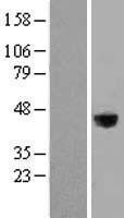 NBL1-12665 - LRG1 Lysate