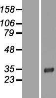 NBL1-12692 - LRP15 Lysate