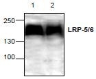 NBP1-45687 - LRP5