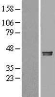 NBL1-12673 - LRPAP1 Lysate