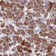 NBP1-81703 - LRRC10
