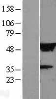 NBL1-12675 - LRRC14 Lysate