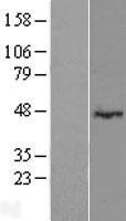 NBL1-12679 - LRRC2 Lysate
