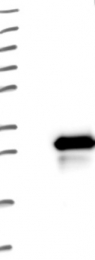 NBP1-84601 - LRRC20
