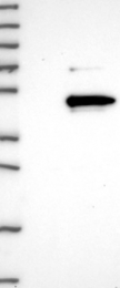 NBP1-88962 - LRRC23