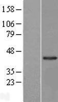 NBL1-12681 - LRRC23 Lysate