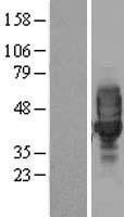 NBL1-12682 - LRRC25 Lysate