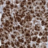NBP1-81383 - LRRC27