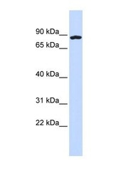 NBP1-56716 - CCDC151