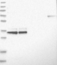 NBP1-81198 - LRRC39