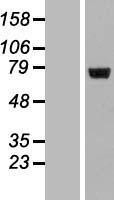 NBL1-12693 - LRRC40 Lysate