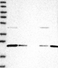 NBP1-92077 - LRRIQ3 / LRRC44