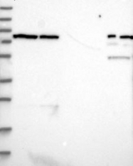 NBP1-92078 - LRRIQ3 / LRRC44