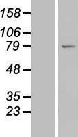 NBL1-12698 - LRRC49 Lysate