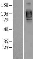 NBL1-12700 - LRRC50 Lysate
