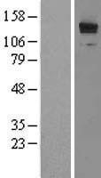 NBL1-12709 - LRRFIP1 Lysate
