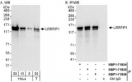 NBP1-71835 - LRRFIP1